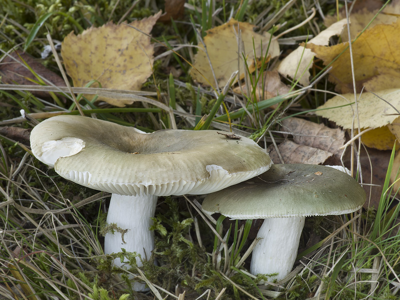 Russula aeruginea